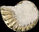 Pyritized Pleuroceras Ammonite - Germany #42736-1
